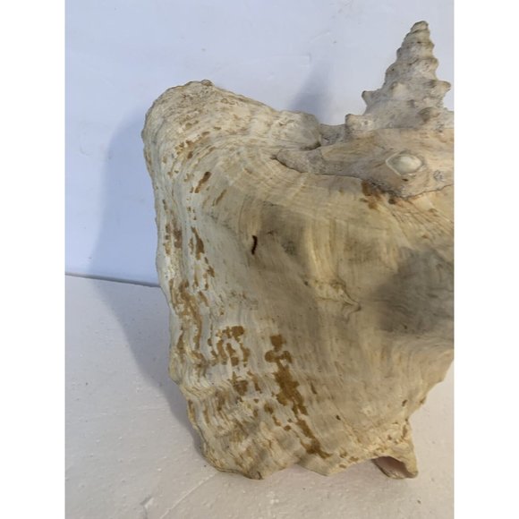 Large Conch Shell Queen Ocean Specimen Pink Sea Shell Fossil Nautical Beach - Picture 5 of 12